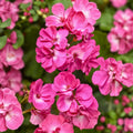 Lavender Pink Geranium Live Plant - 12" Tall Perennial - Pelargonium