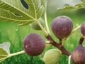 1 Live Plant Beers Black Dwarf Fig Tree Ficus carica Edible Fruit Container Patio