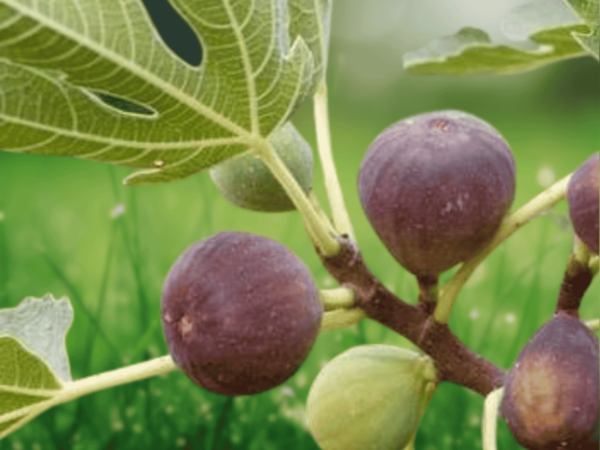 1 Live Plant Beers Black Dwarf Fig Tree Ficus carica Edible Fruit Container Patio