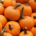 Organic Peanut Pumpkin Seeds 10 Pack USA Grown Cucurbita pepo Heirloom Non-GMO