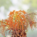 Canary Island Date Palm Tree Seeds, 15 Seeds, Phoenix canariensis, Pineapple Palm Seeds for Gardening and Landscaping