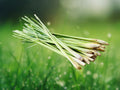 600 Seeds Lemongrass Cymbopogon Citratus Heirloom Non-GMO Herb Garden Fresh Citrus Flavor Easy Grow Patio Container