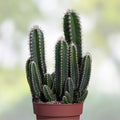 Cereus Werdemannianus Cactus Indoor Plant 17" - Unique Columnar Succulent for Home Decor