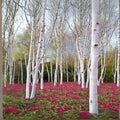 White Paper Birch Seedlings - Betula papyrifera - Stunning White Foliage for Planting
