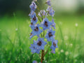 50 Seeds Moonlight Blues Delphinium Tall Spikes Sky Blue Violet Perennial Flower Cottage Garden Cut