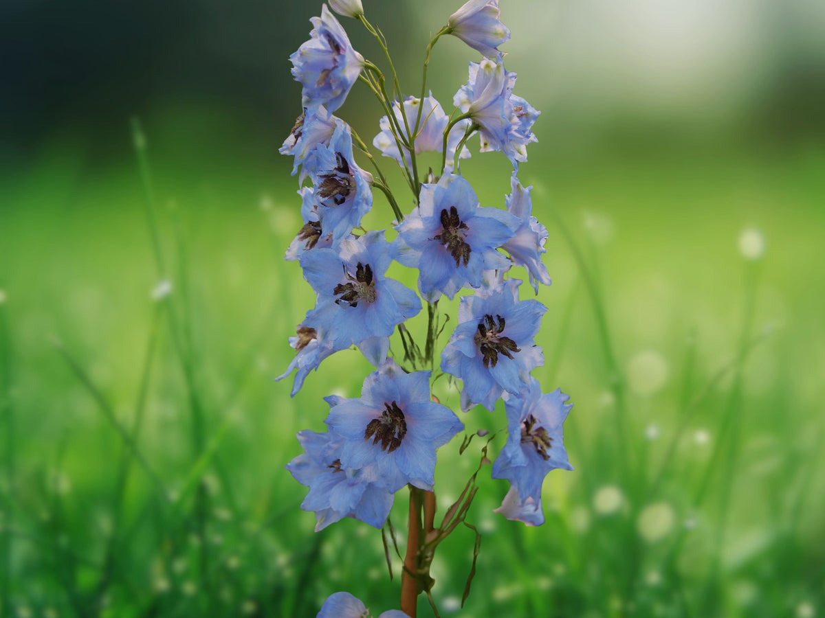 50 Seeds Moonlight Blues Delphinium Tall Spikes Sky Blue Violet Perennial Flower Cottage Garden Cut