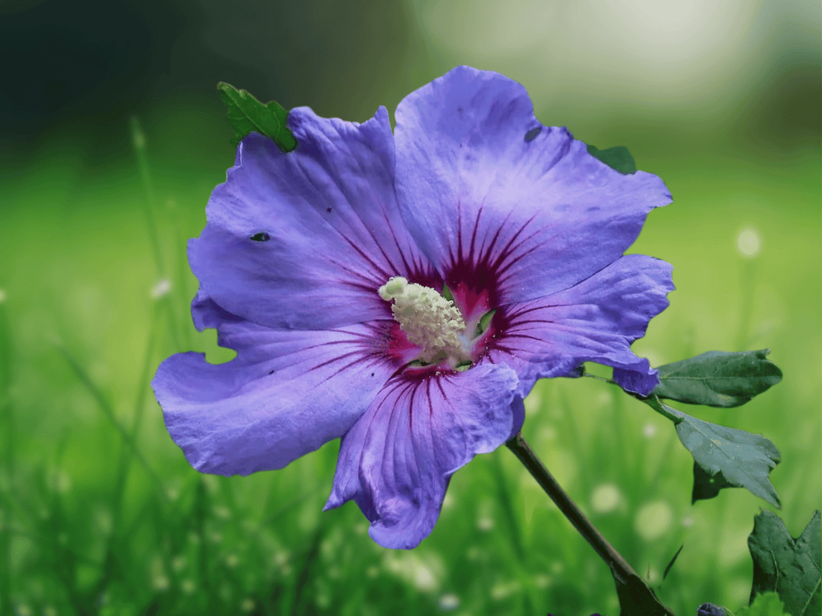 5 Bare Root Purple Althea Hibiscus Rose of Sharon Starter Plants