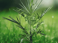 5 Seeds Windmill Palm Trachycarpus fortunei Bulgaria Cold Hardy Palm