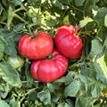 Brussel Sprout Seeds 500 Heirloom Non-GMO Long Island Variety Brassica oleracea Vegetable Seeds