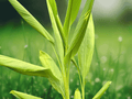 3 Live Plant Plugs Yellow Turmeric Curcuma longa