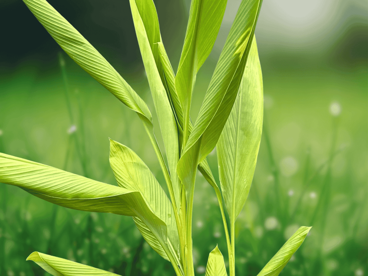 3 Live Plant Plugs Yellow Turmeric Curcuma longa