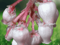 5 Seeds Manzanita Arctostaphylos canescens Evergreen Native Shrub