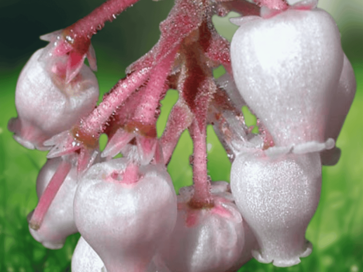5 Seeds Manzanita Arctostaphylos canescens Evergreen Native Shrub