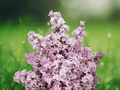 1 Live Plant Edward J Gardner Pink Lilac Starter Plant