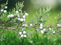 10 Seeds Eastern Red Cedar Juniperus Virginiana Evergreen Conifer Ornamental Tree