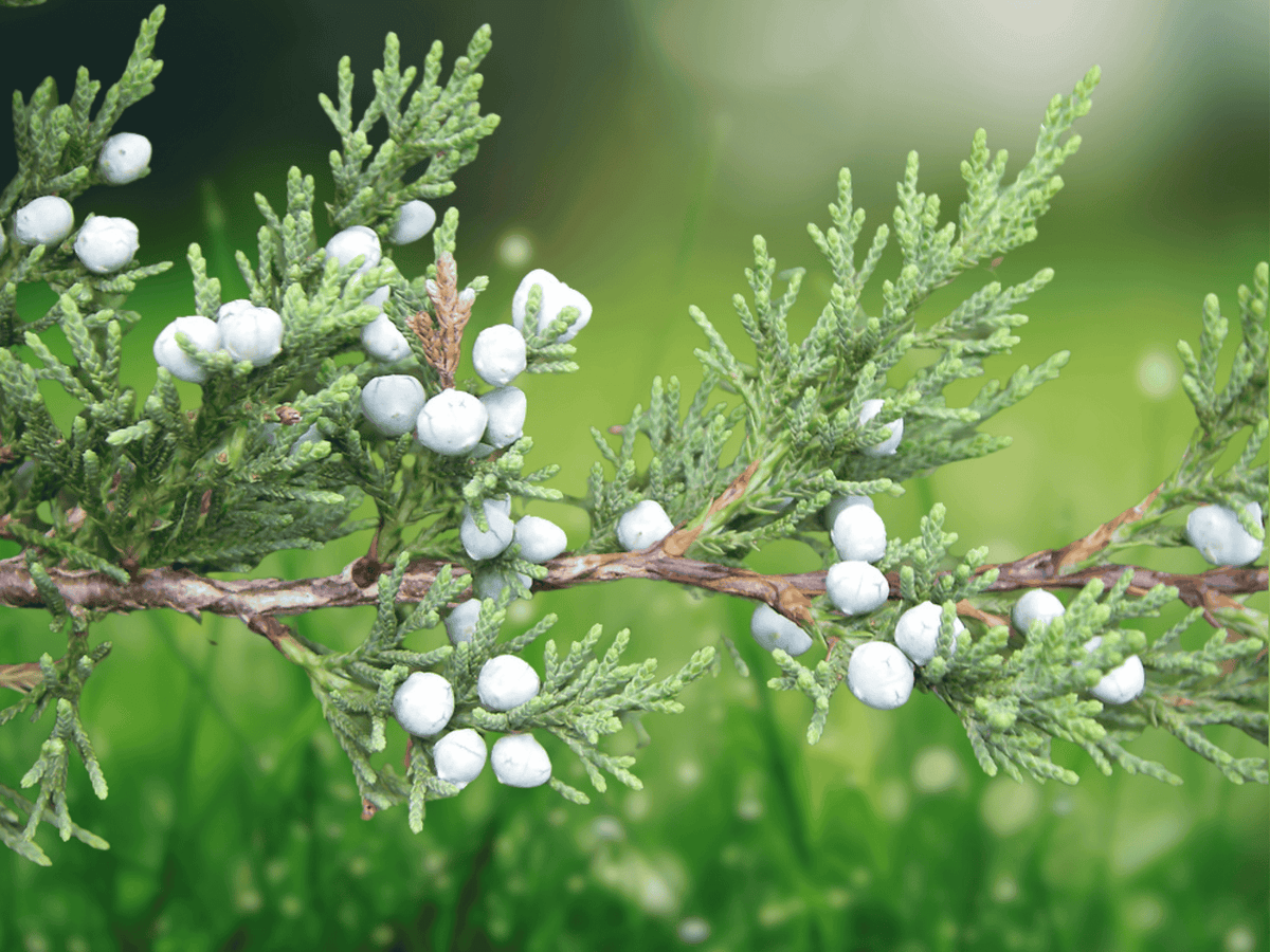 10 Seeds Eastern Red Cedar Juniperus Virginiana Evergreen Conifer Ornamental Tree