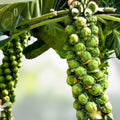 Brussel Sprout Seeds 500 Heirloom Non-GMO Churchill for Home Gardening Brassica oleracea