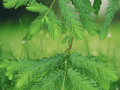 5 Seeds Taxodium distichum Bald Cypress Tree Deciduous Conifer