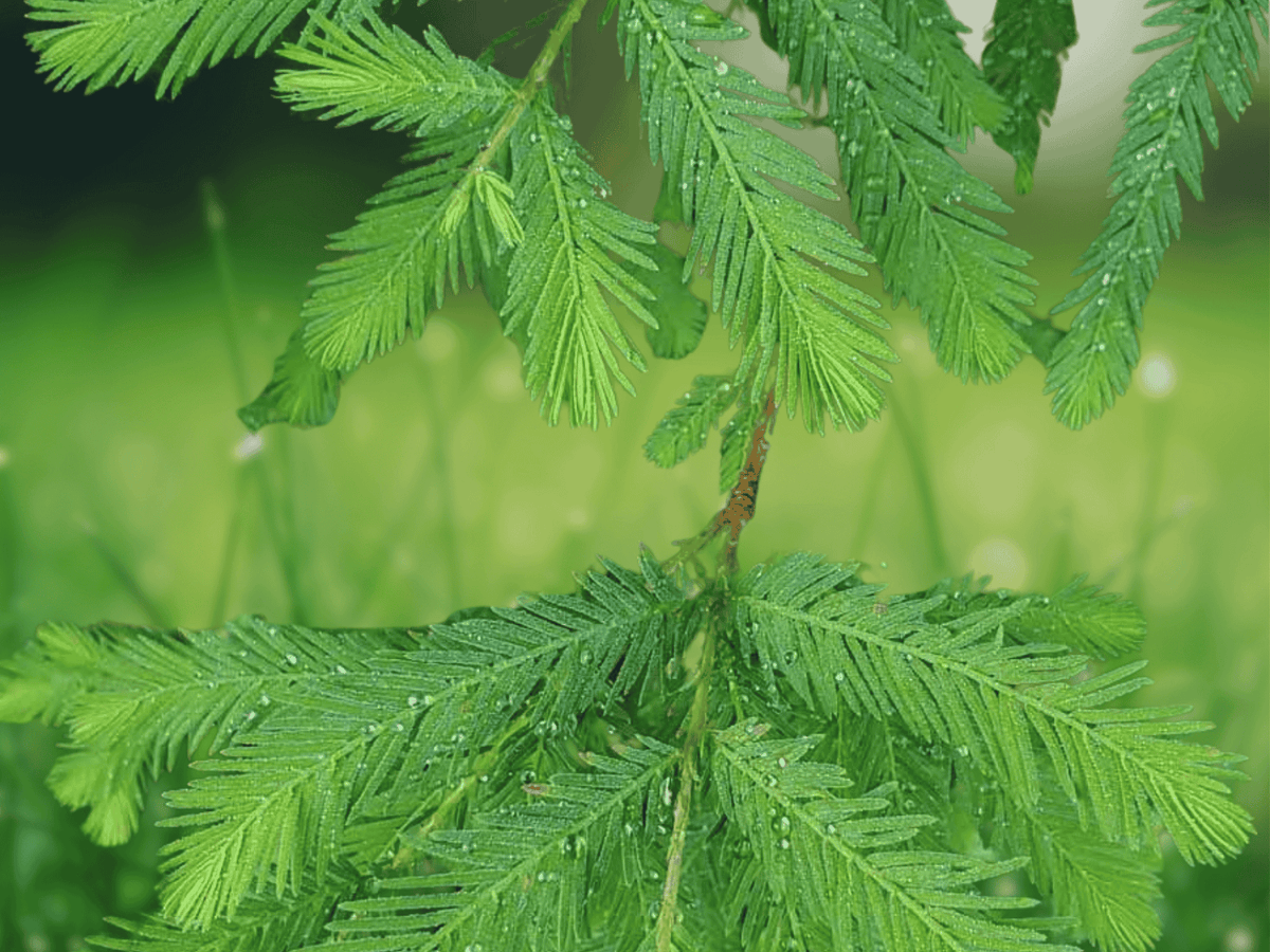5 Seeds Taxodium distichum Bald Cypress Tree Deciduous Conifer