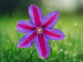 25 Seeds Purple Red Clematis Climbing Vine Perennial Large Blooms Trellis Fence Garden Patio Plant