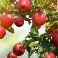 Apple Tree Seedlings 1-2 Feet Tall, Malus Pumila, Common Apple, Fruit Tree for Garden Planting in Non-California Regions