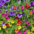 Mixed Petunia Flower Seeds, 100 Non-GMO Seeds, Rare Varieties for Planting, Petunia spp.