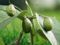 5 Seeds Hirada Tree Terminalia chebula Exotic Tropical Plant