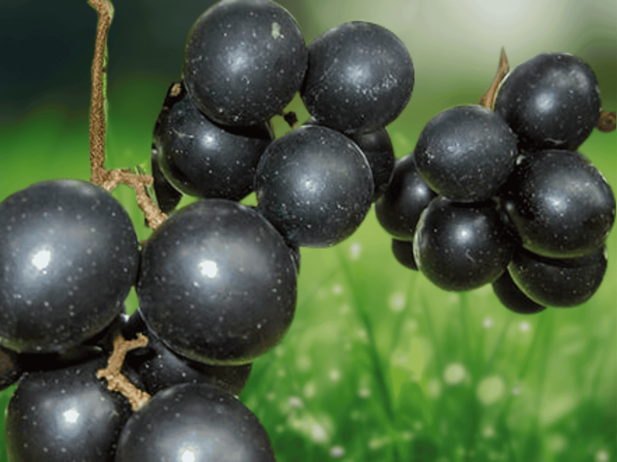 5 Live Starter Plants Delicious Muscadine Grape Vine Vitis Rotundifolia