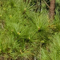 Loblolly Pine Trees 5-Pack | Fast Growing Southern Pines | Pinus taeda Seedlings for Reforestation & Privacy