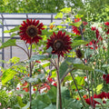 Aster Seeds - 25+ Rainbow Variety for Bright Vivid Blooms - Aster spp. Flower Seeds for Garden and Landscaping