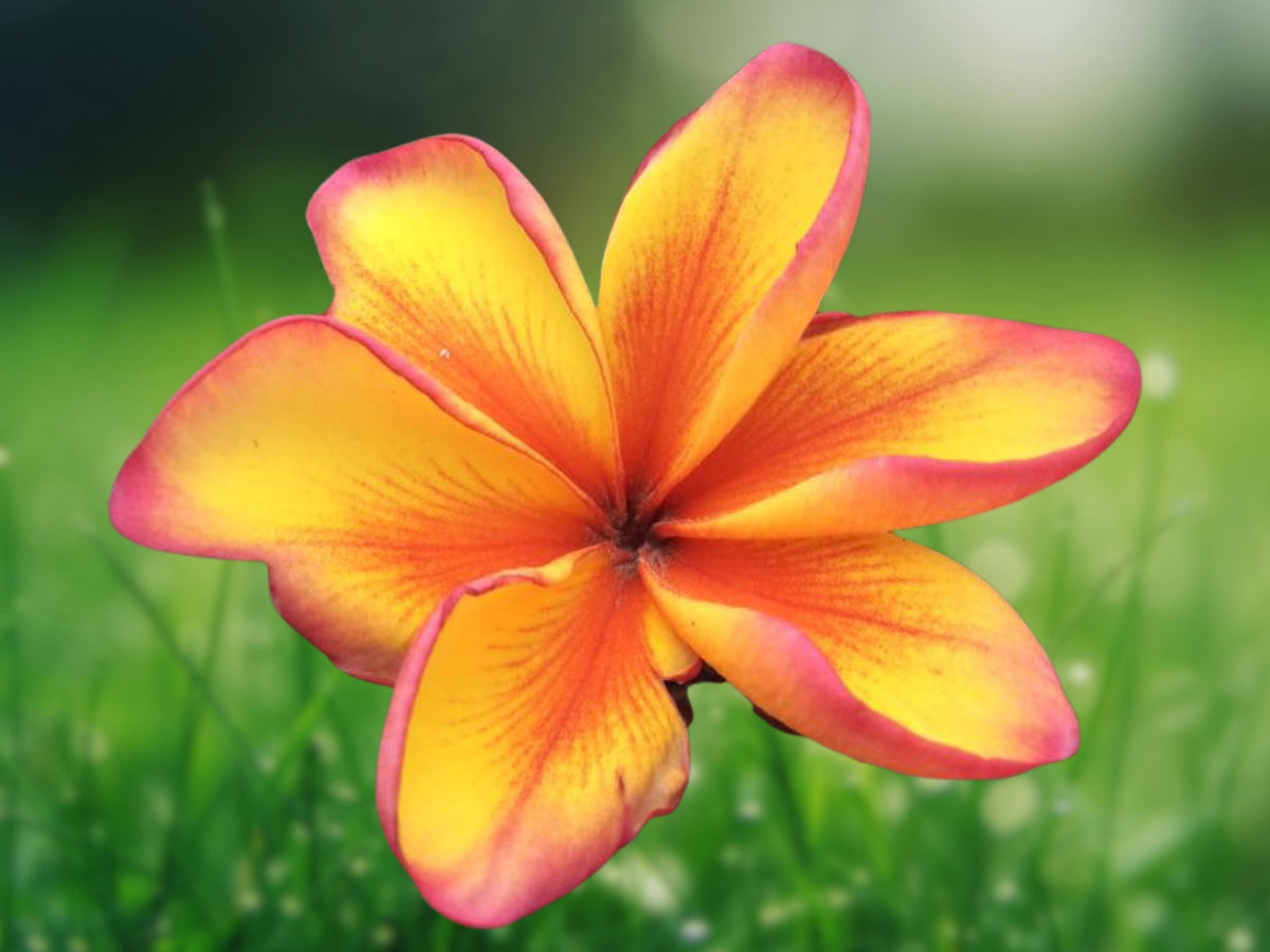 5 Seeds Bright Yellow Plumeria Frangipani Tropical Flower Tree Golden Fragrant Blooms Exotic Easy Grow Patio Container