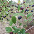 Farkleberry Tree Cuttings 10+ Rare Organic Vaccinium arboreum Berry Plant for Gardening and Landscaping
