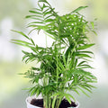 Indoor Palm Tree Seeds 15 Pack, Chamaedorea Parlor Palm, Tropical Houseplant Seeds for Home Decor