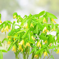 Bellwort Seeds 10 Pack - Uvularia grandiflora - Weeping Bell-Shaped Blooms for Planting - Perennial Flower Seeds