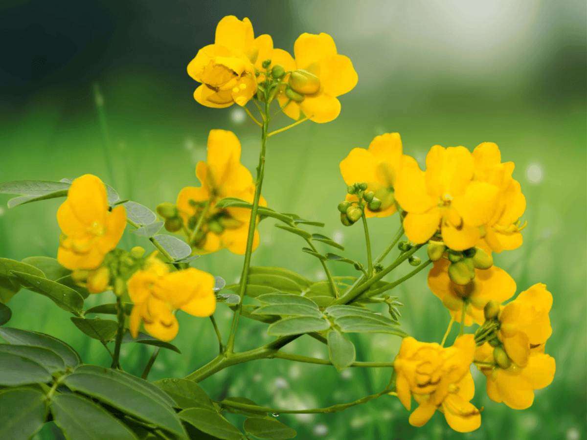 5 Seeds Cassia marilandica Wild Senna Hardy Perennial