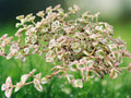 1 Live Plant Sedum Little Missy Succulent Variegated Trailing Starter 2 Inch Pot Indoor Outdoor