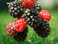 3 Live Plant Plugs Ponca Blackberry Thornless Rubus fruticosus