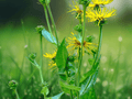 10 Seeds Inula helenium Elecampane Perennial Herb