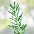 Rosemary Live Plant - 1 Pot, Upright Variety, Rosmarinus officinalis - Aromatic Herb for Cooking and Garden Use