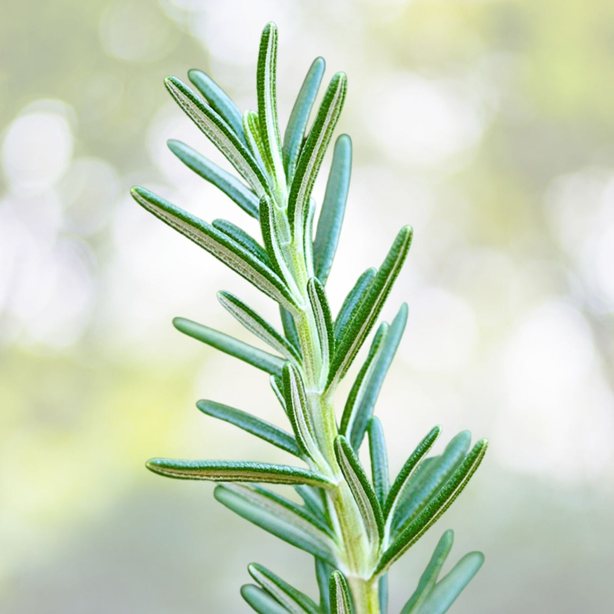 Rosemary Live Plant - 1 Pot, Upright Variety, Rosmarinus officinalis - Aromatic Herb for Cooking and Garden Use