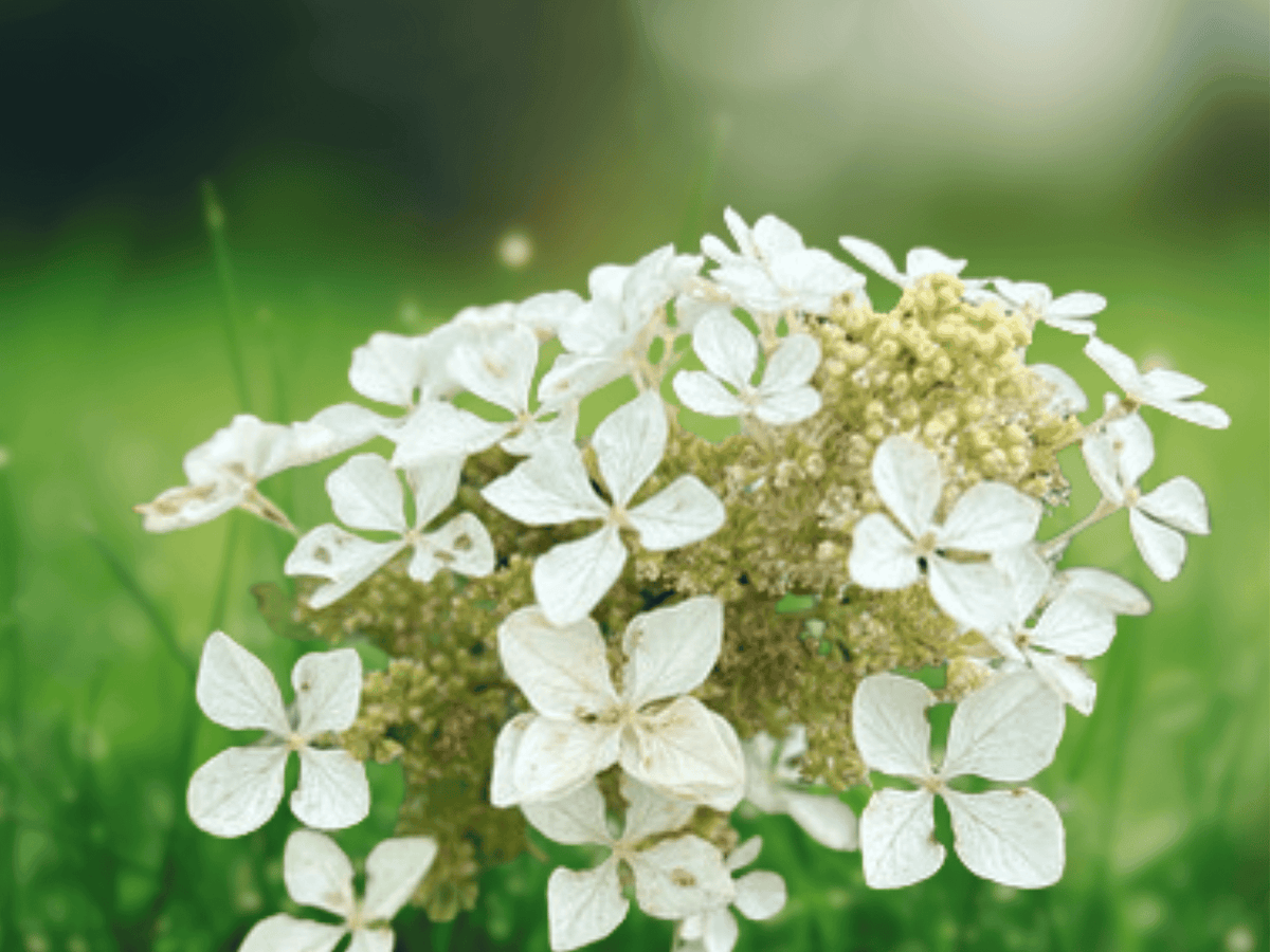 1 Live Plant Pee Wee Dwarf Oakleaf Hydrangea