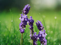 1200 Seeds English Lavender Vera Lavandula Angustifolia Fragrant Perennial Herb Easy Grow Drought Tolerant