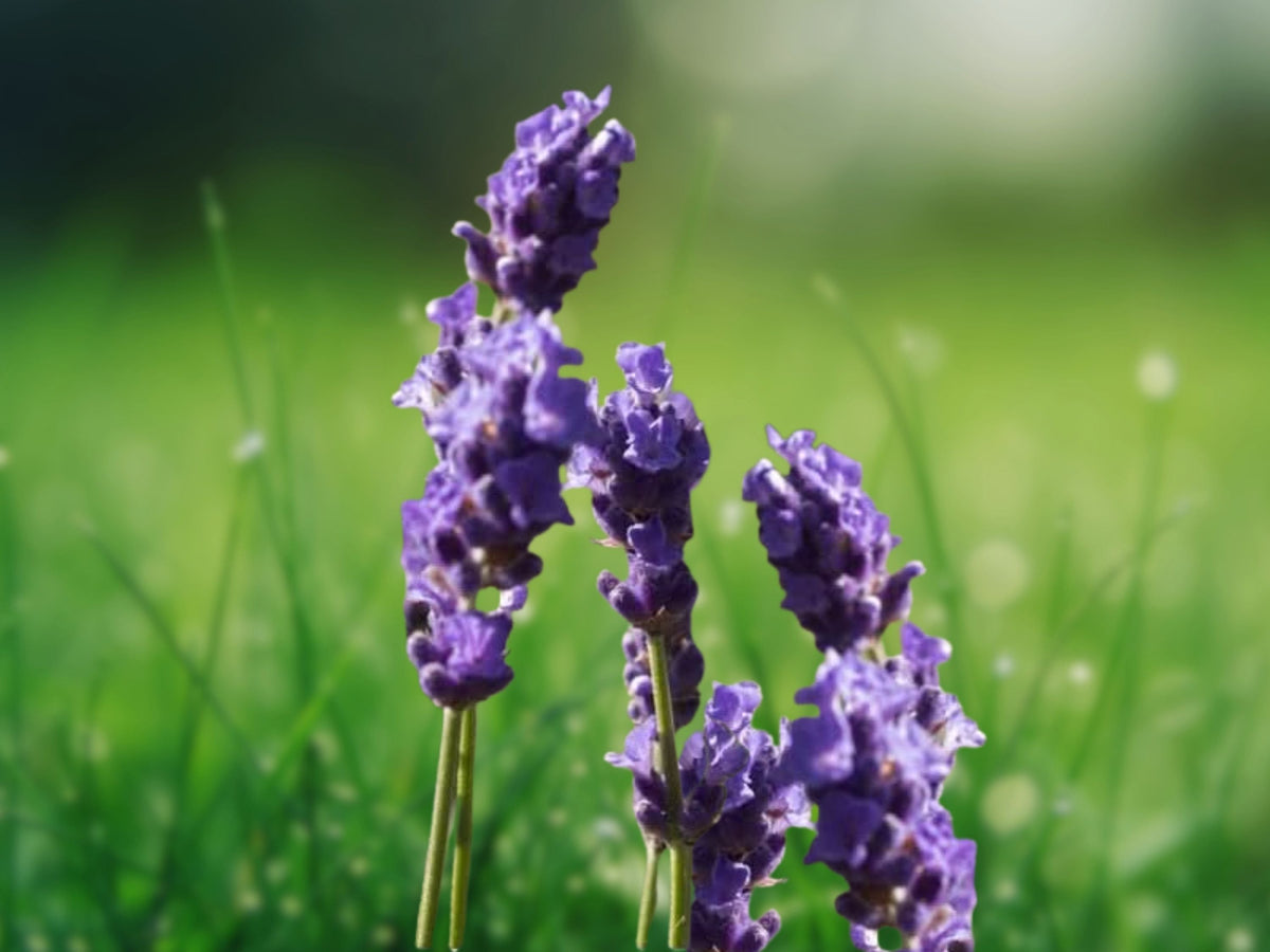 1200 Seeds English Lavender Vera Lavandula Angustifolia Fragrant Perennial Herb Easy Grow Drought Tolerant