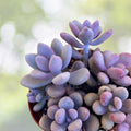 Pink Moonstone Succulent 2" Pot - Pachyphytum Oviferum - Charming Pink Plant for Low-Maintenance Indoor Gardening