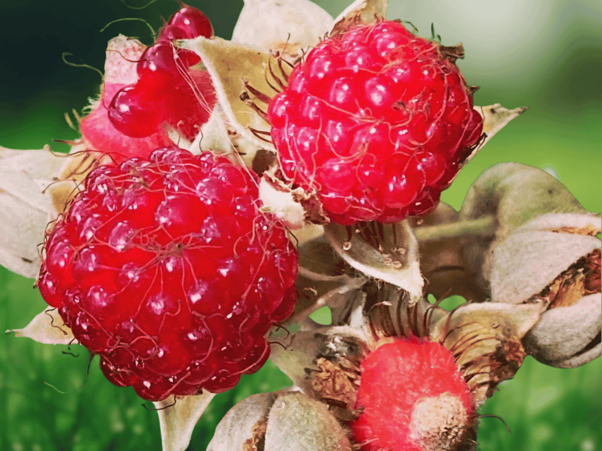 5 Seeds Rubus parviflorus Western Thimbleberry Native Edible Berry Shrub