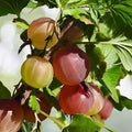 Live Rooted Jahn's Prairie Gooseberry Starter Plant Edible Shrub Ribes hirtellum for Zones 3-8