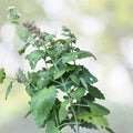 Catnip Seeds | NON-GMO Perennial Herb | Nepeta cataria - Fresh Catnip Seeds for Gardening and Herbal Use