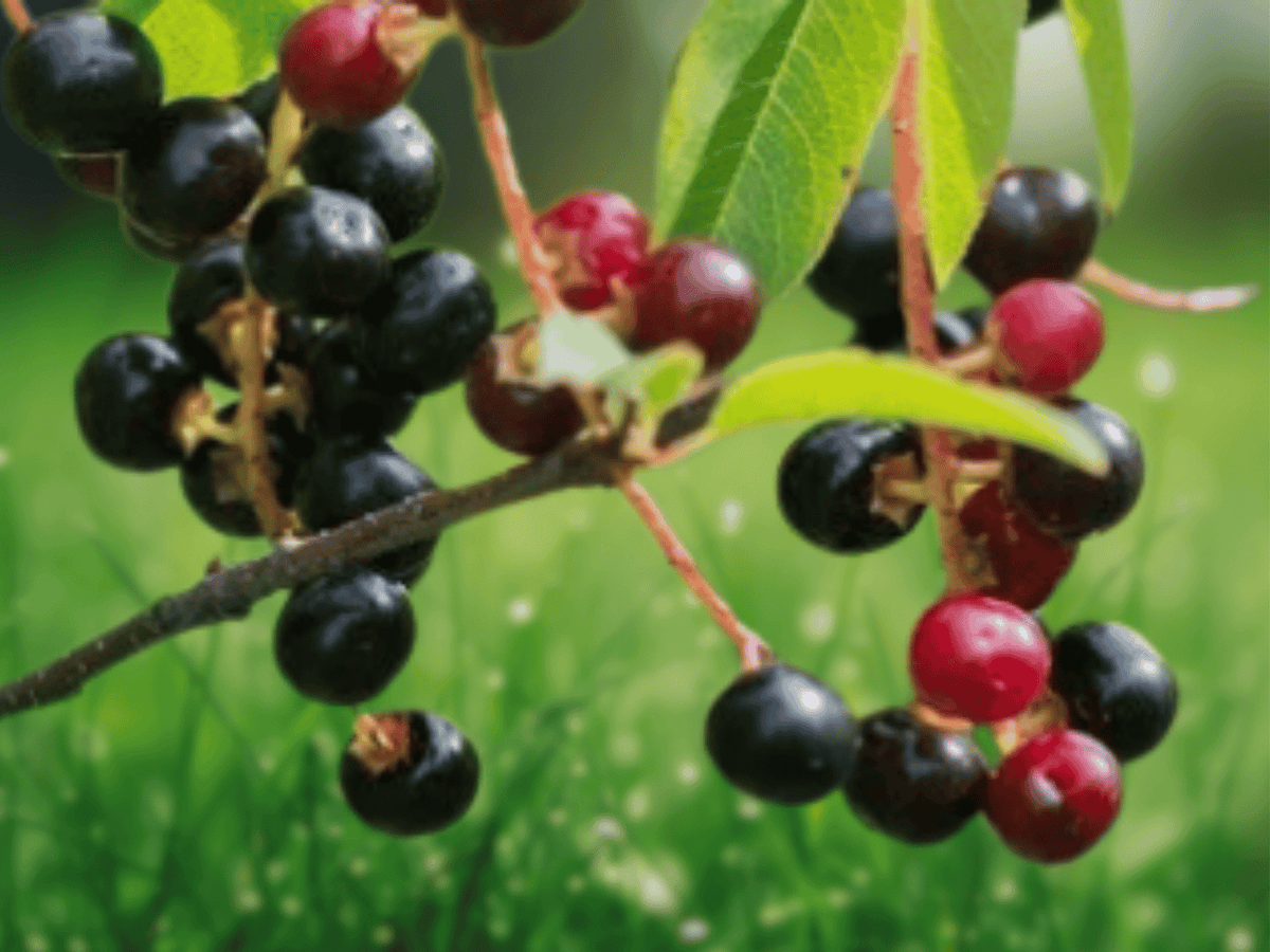 1 Live Plant Hackberry Tree Sugar Berry Celtis occidentalis 12" Bare Root