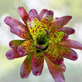 Bromeliad Plant 6” Neoregelia 'Green Eyes' - Tropical Indoor Decor, Easy Care Air Purifying Houseplant
