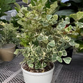Ficus Triangularis Variegata 6" Pot - Variegated Rubber Tree Plant - Ficus triangularis Variegata